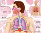 Το αναπνευστικό σύστημα (ισπανικά)